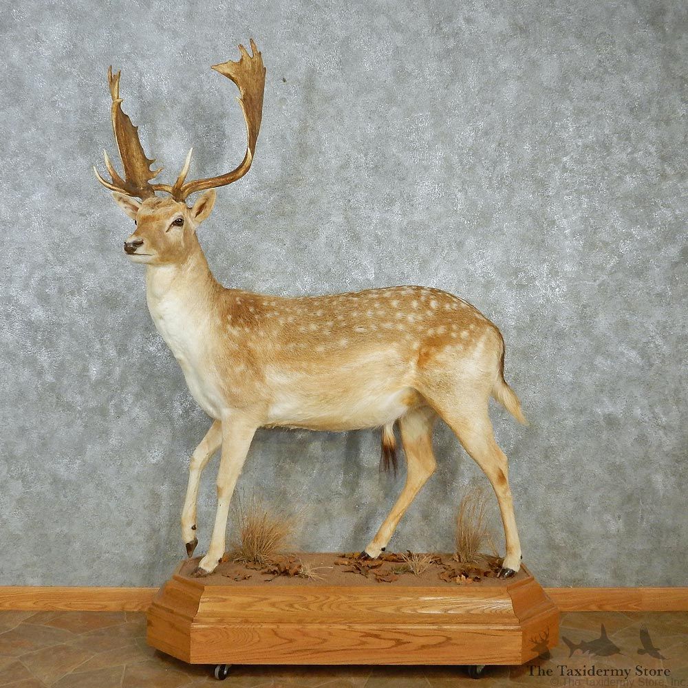 Fallow Deer Standing Life Size Taxidermy Mount #12956 For Sale @ The Taxidermy Store