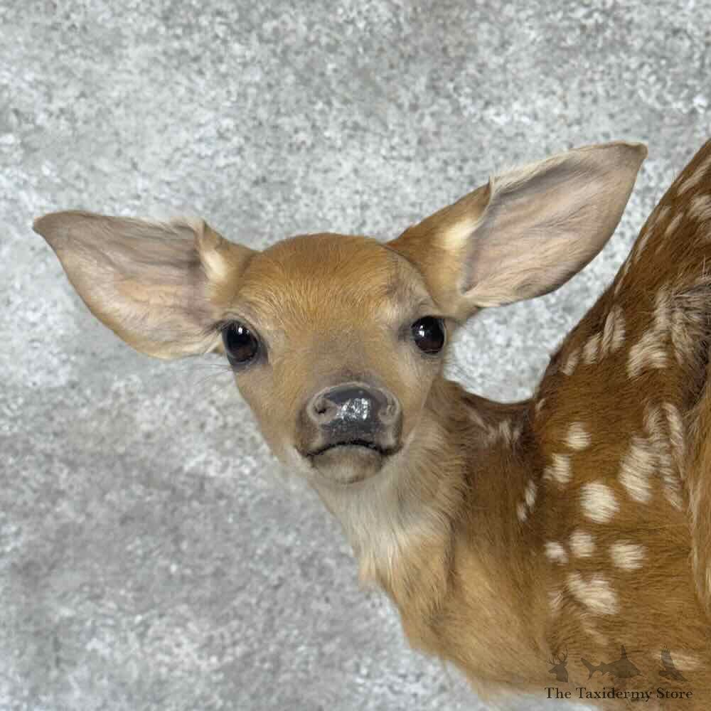 Whitetail Deer Fawn Life-Size Mount For Sale #30560 @ The Taxidermy Store