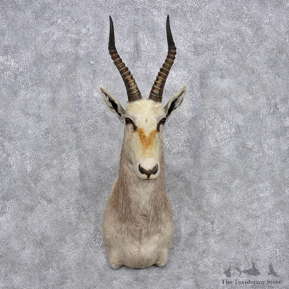 African White Blesbok Taxidermy Shoulder Mount #12360 For Sale @The Taxidermy Store