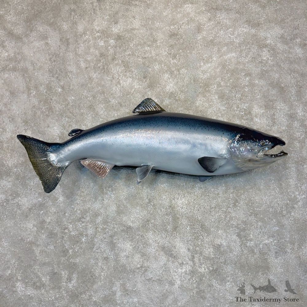 King Chinook Salmon Fish Mount For Sale #30119 @ The Taxidermy Store