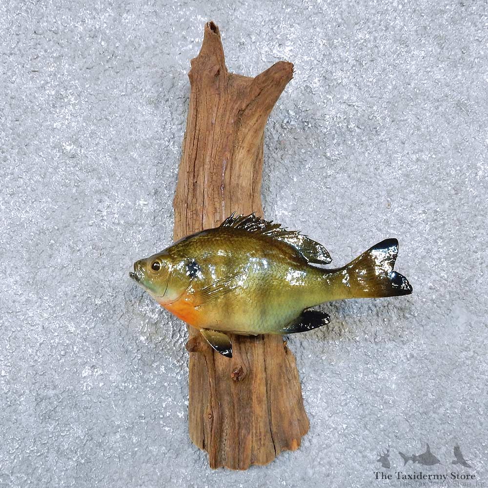 Bluegill Fish Mount For Sale #14344 @ The Taxidermy Store