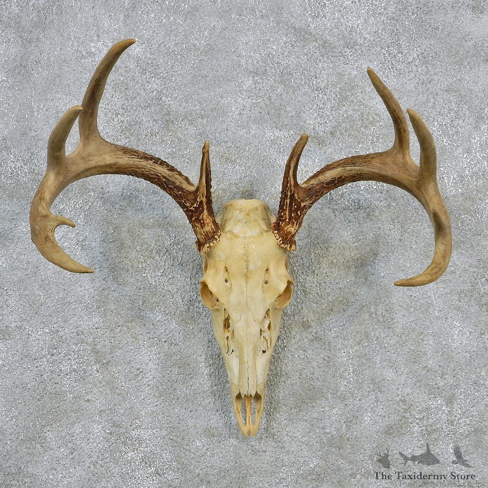 Whitetail Deer European Antler Skull Taxidermy Mount #12619 For Sale @ The Taxidermy Store