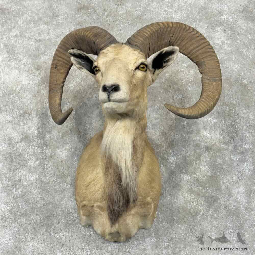 Mouflon Ram Shoulder Mount For Sale #31799 @ The Taxidermy Store