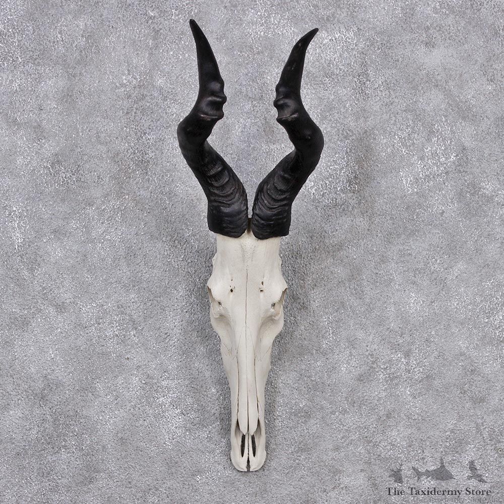 African Red Hartebeest Taxidermy Skull & Horn European Mount #12553 For Sale @ The Taxidermy Store
