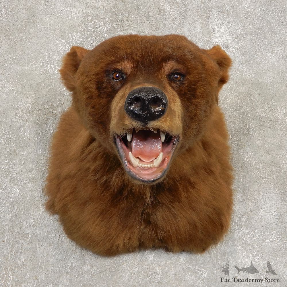 Cinnamon Phase Black Bear Shoulder Mount For Sale #21412 @ The Taxidermy Store