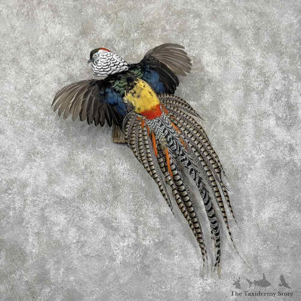 Lady Amherst Pheasant Bird Mount For Sale #31579 @ The Taxidermy Store