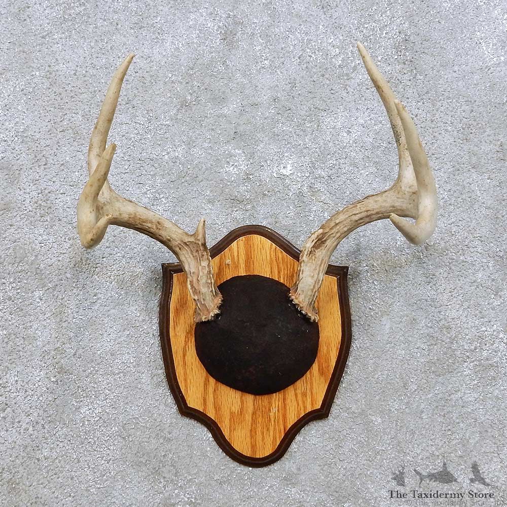 Whitetail Deer Antler Mount For Sale #14301 @ The Taxidermy Store