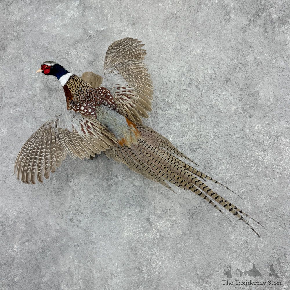 Ringneck Pheasant Bird Mount For Sale #32417 @ The Taxidermy Store