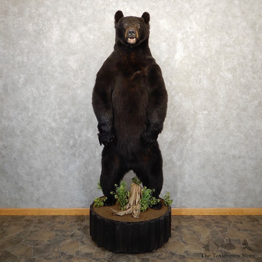 Black Bear Life-Size Mount For Sale #20761 @ The Taxidermy Store