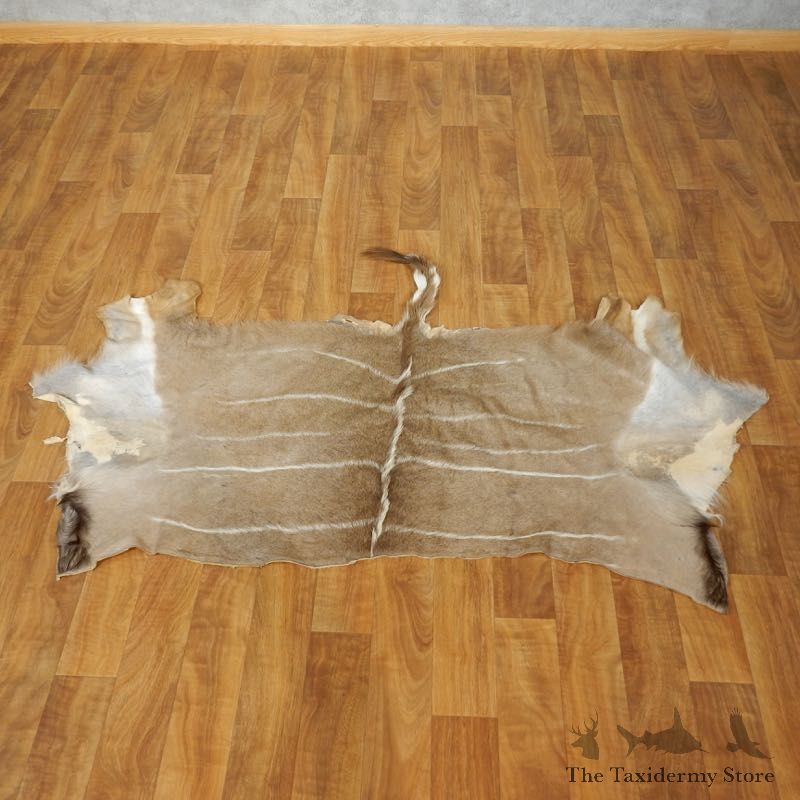 Greater Kudu Hide Taxidermy Skin #17466 For Sale @ The Taxidermy Store