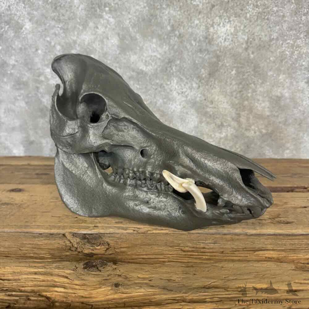 Wild Boar Skull Mount For Sale #32237 @ The Taxidermy Store