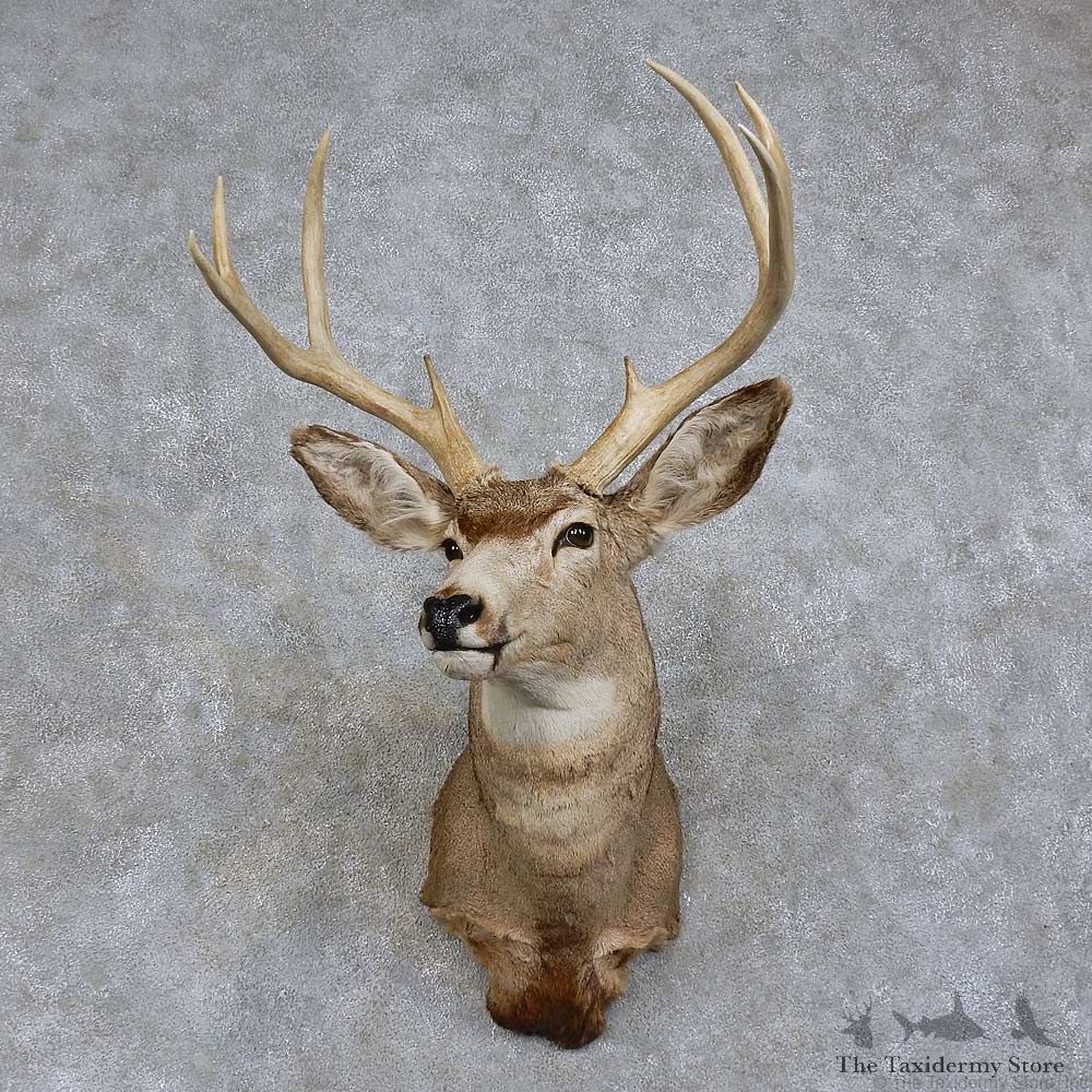 Mule Deer Shoulder Mount For Sale #15748 @ The Taxidermy Store
