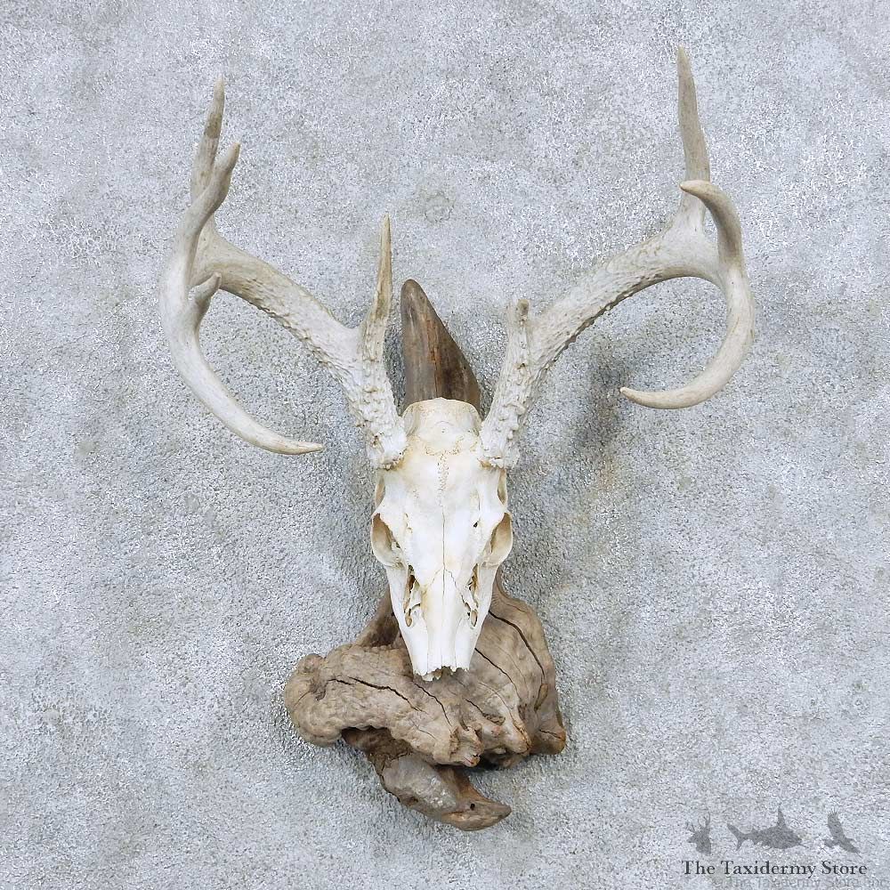 Whitetail Deer Skull Antler European Mount #13863 For Sale @ The Taxidermy Store