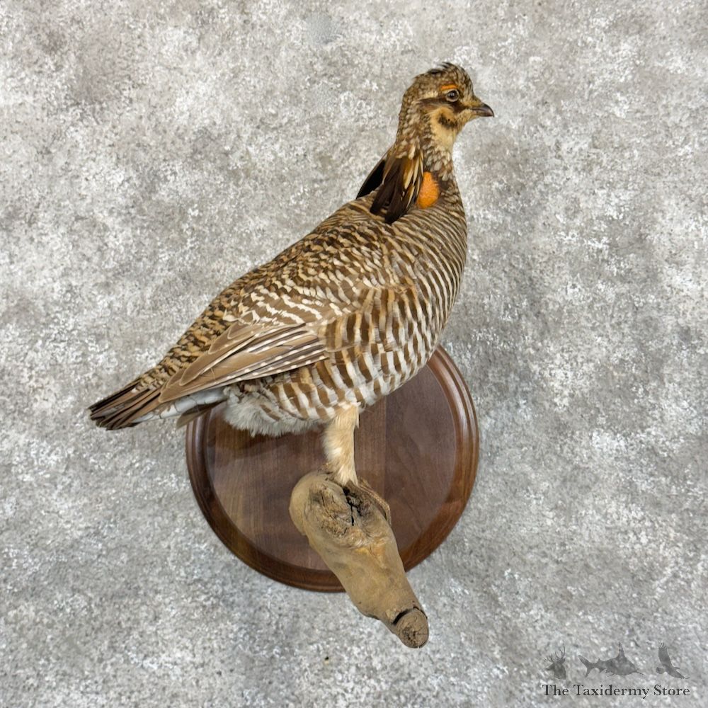 Greater Prairie Chicken Bird Mount For Sale #30134 @ The Taxidermy Store
