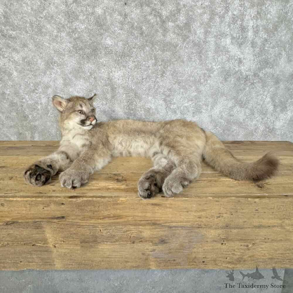 Juvenile Mountain Lion Cougar Mount For Sale #31082 @ The Taxidermy Store
