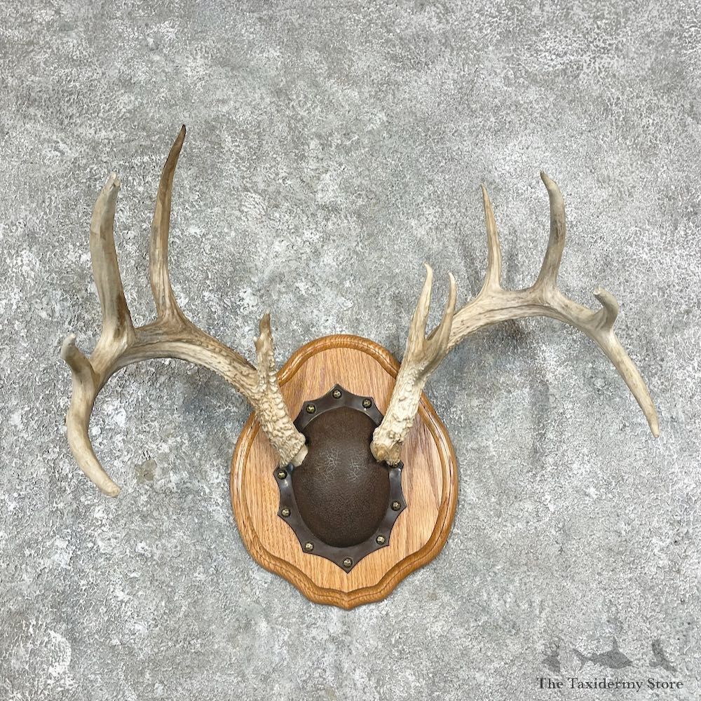 Whitetail Deer Antler Plaque Mount For Sale #25887 @ The Taxidermy Store