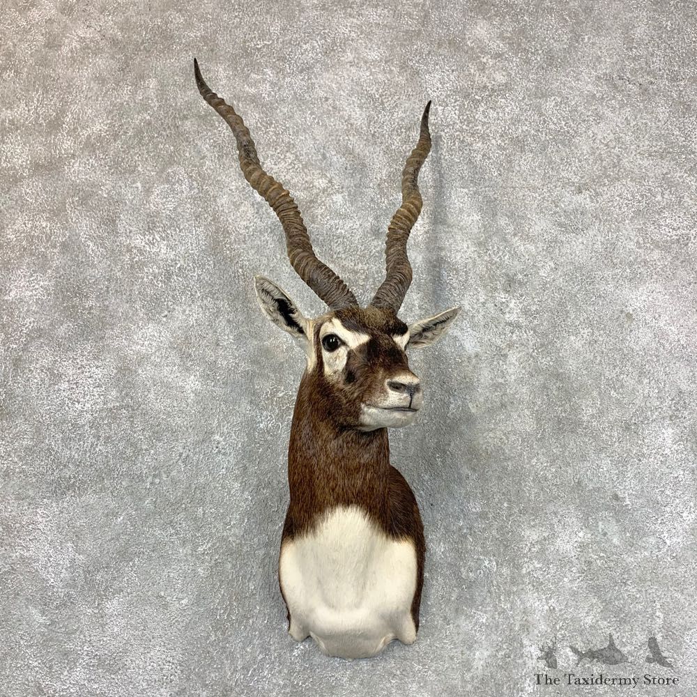India Blackbuck Shoulder Mount For Sale #23523 @ The Taxidermy Store