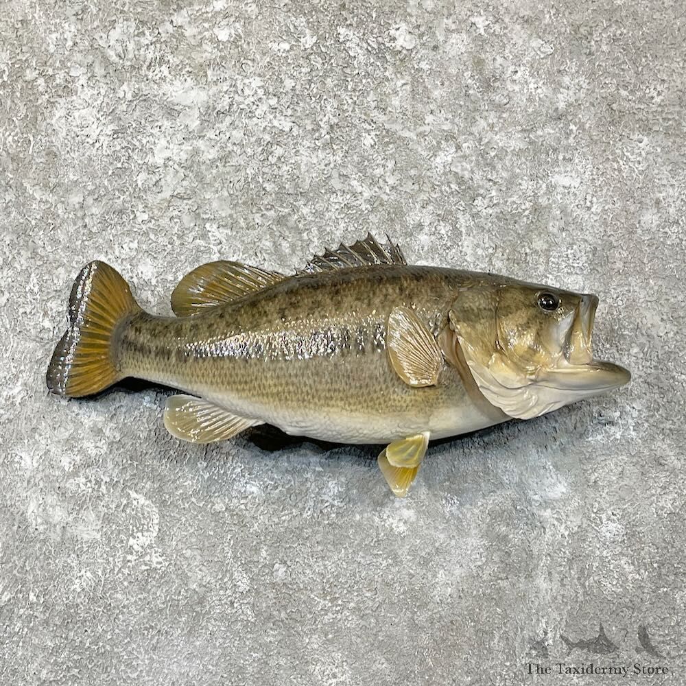 Largemouth Bass Fish Mount For Sale #27826 @ The Taxidermy Store