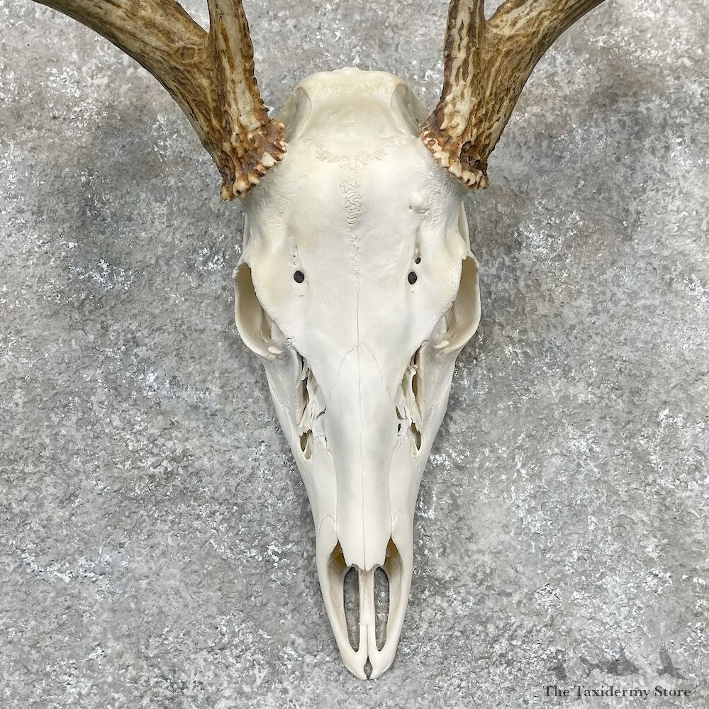 Whitetail Deer Skull European Mount For Sale #28262 @ The Taxidermy Store