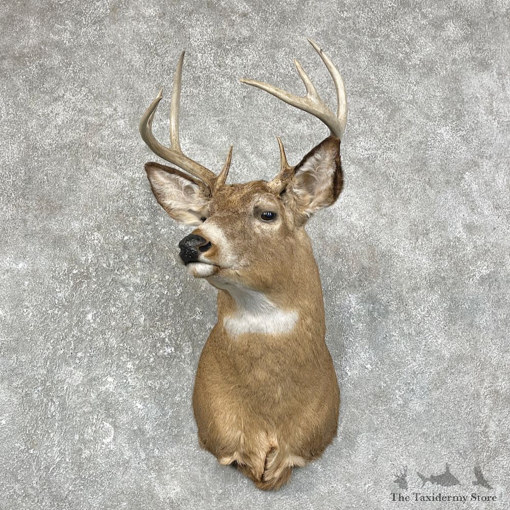 Whitetail Deer Taxidermy Shoulder Mount For Sale #25253 @ The Taxidermy Store