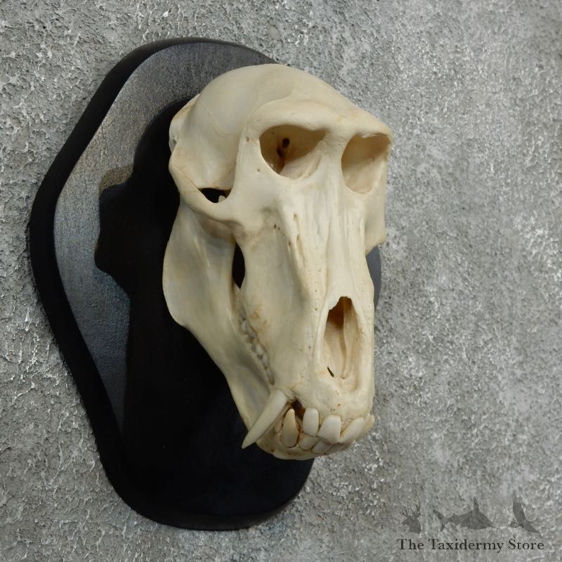 Chacma Baboon Skull Mount For Sale #18085 @ The Taxidermy Store