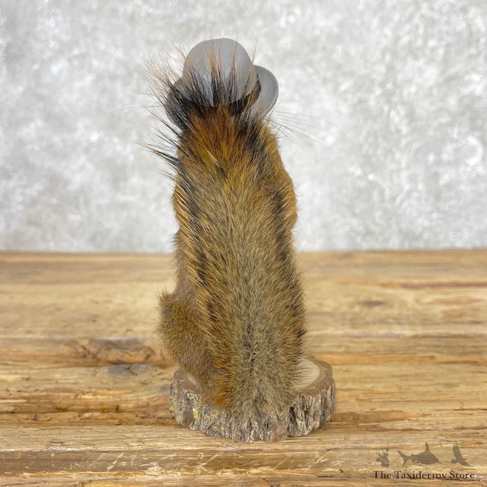 Hipster Squirrel Novelty Mount For Sale #25046 @ The Taxidermy Store