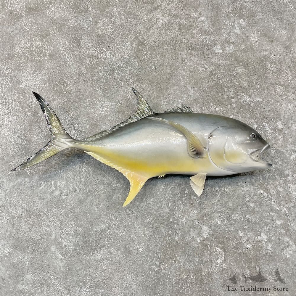 Crevalle Jack Fish Mount For Sale #27565 @ The Taxidermy Store