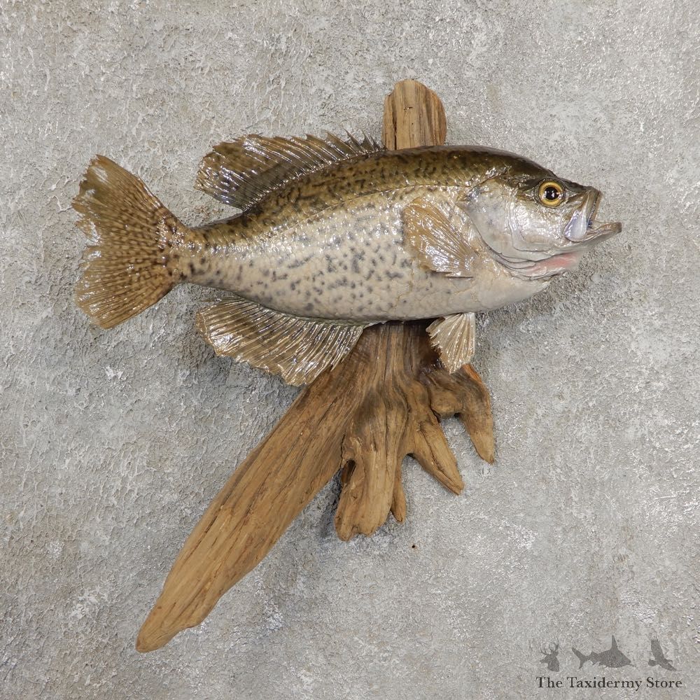 Black Crappie Taxidermy Fish Mount #20927 For Sale @ The Taxidermy Store