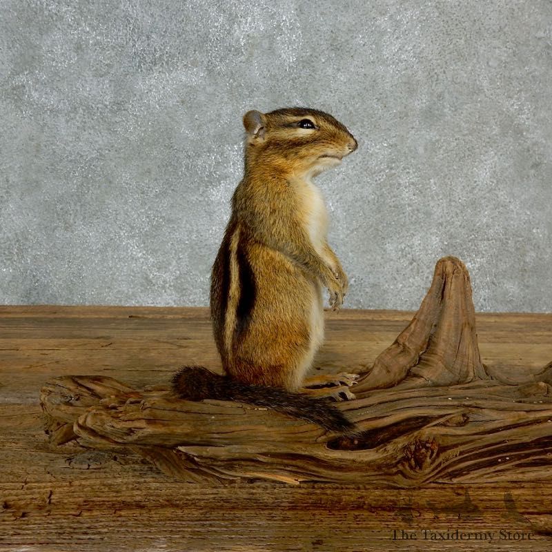 Chipmunk Life-Size Mount For Sale #17136 @ The Taxidermy Store