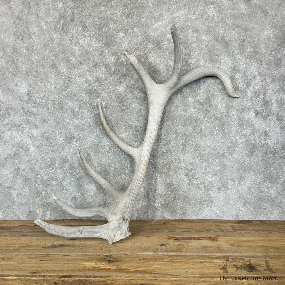 Elk Antler Shed Decor For Sale #29333 @ The Taxidermy Store
