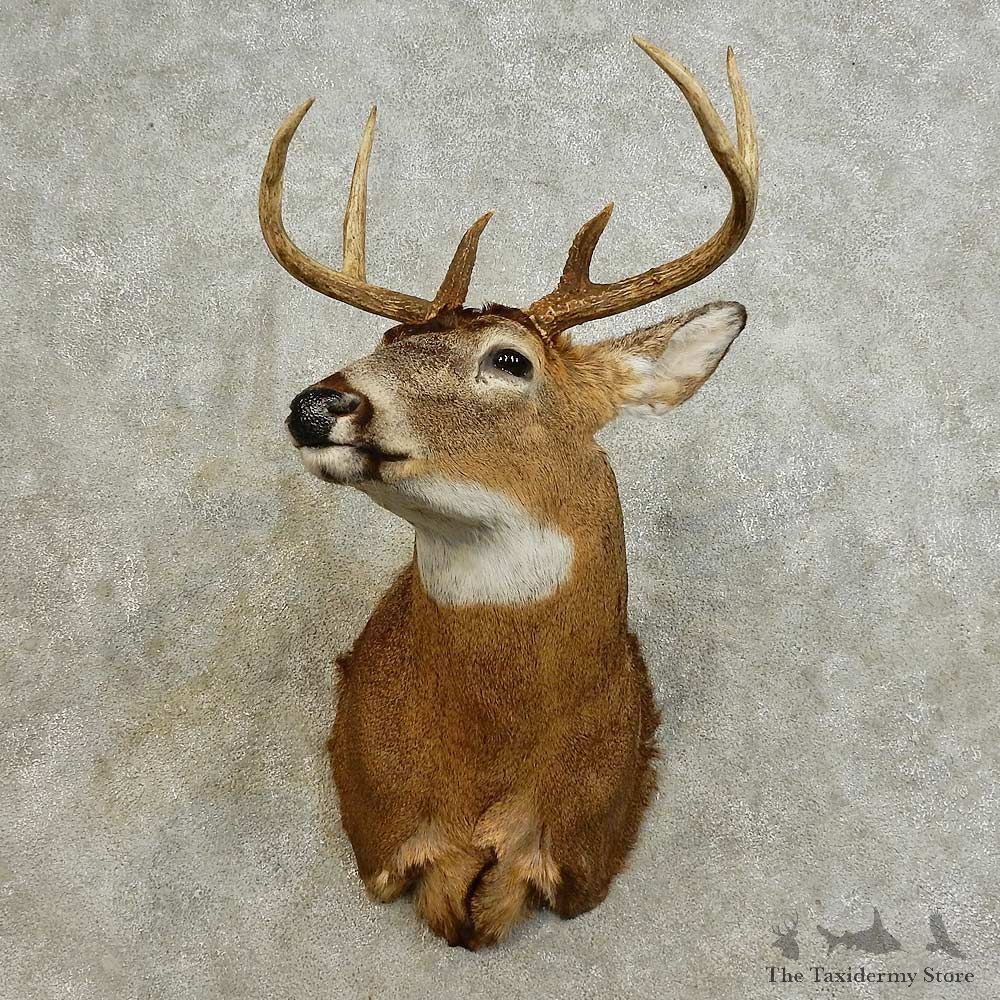 Whitetail Deer Shoulder Mount For Sale #15878 @ The Taxidermy Store