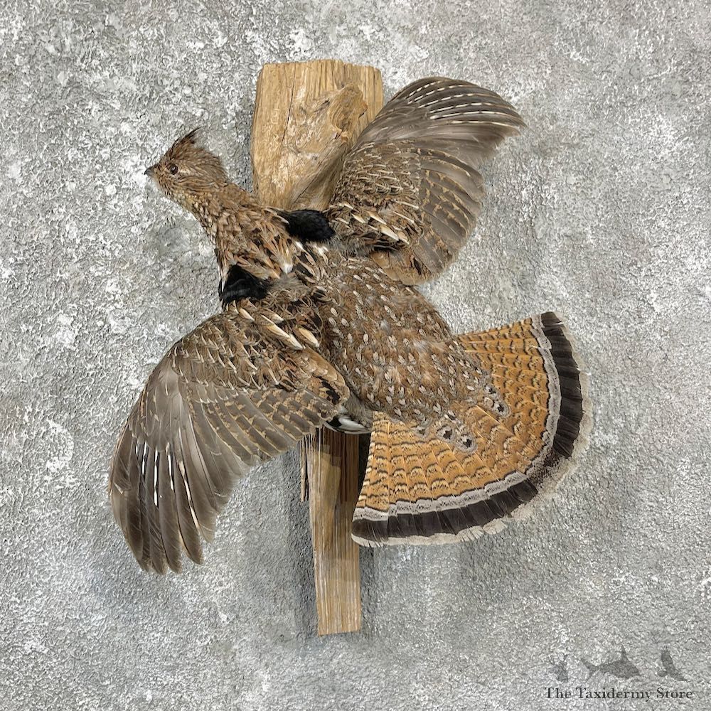 Ruffed Grouse Bird Mount For Sale #25943 @ The Taxidermy Store