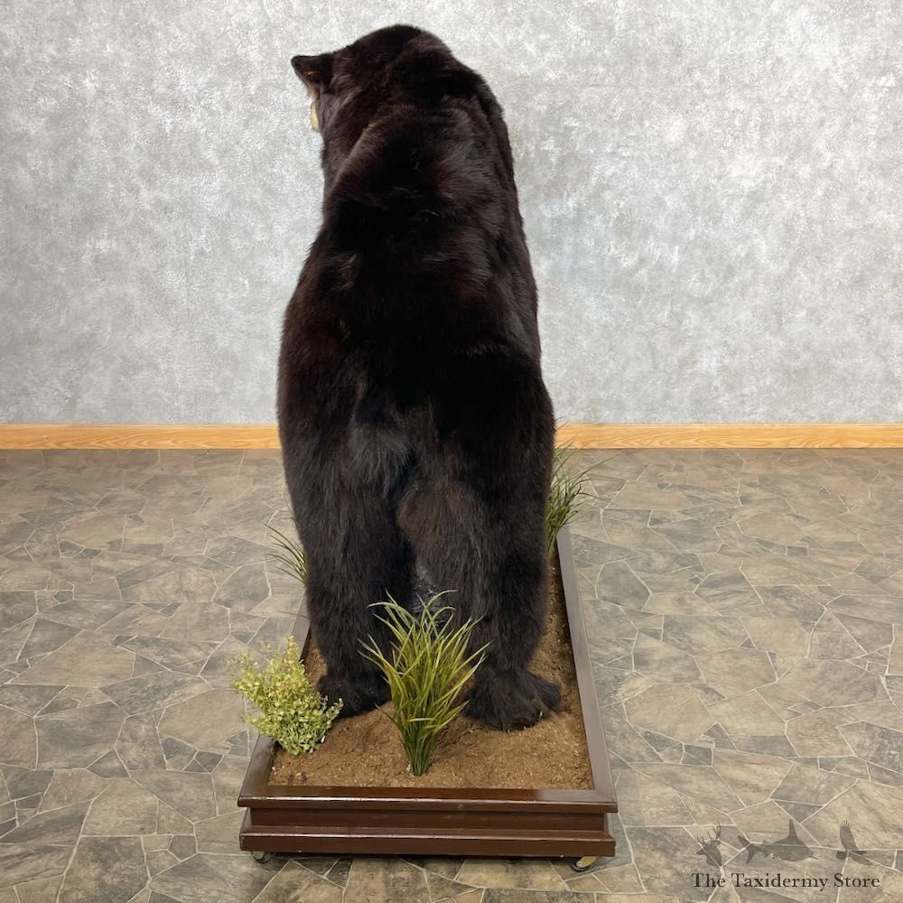 Black Bear Life-Size Mount For Sale #26743 @ The Taxidermy Store