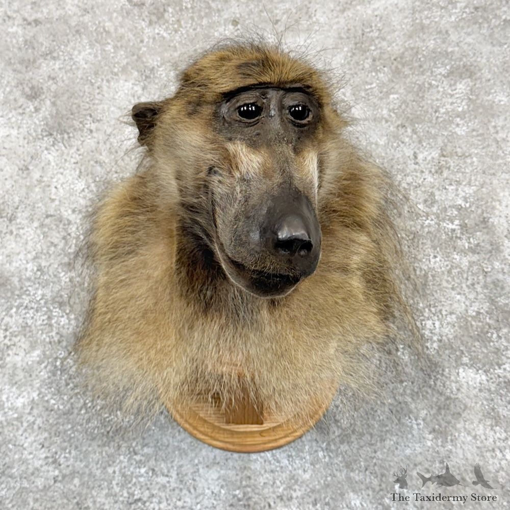 Chacma Baboon Shoulder Mount For Sale #30264 @ The Taxidermy Store
