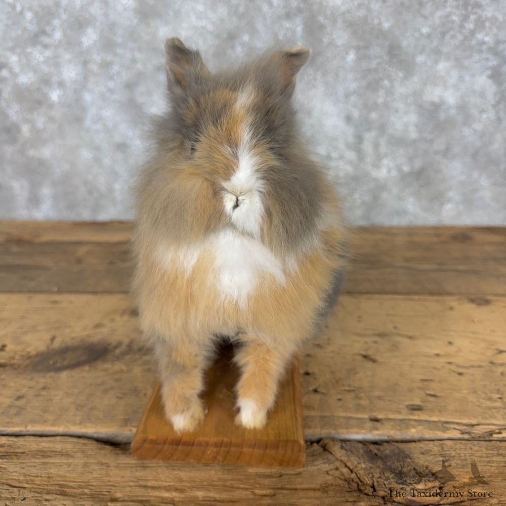 Teddy Dwarf Rabbit Life-size Mount For Sale #30196 @ The Taxidermy Store