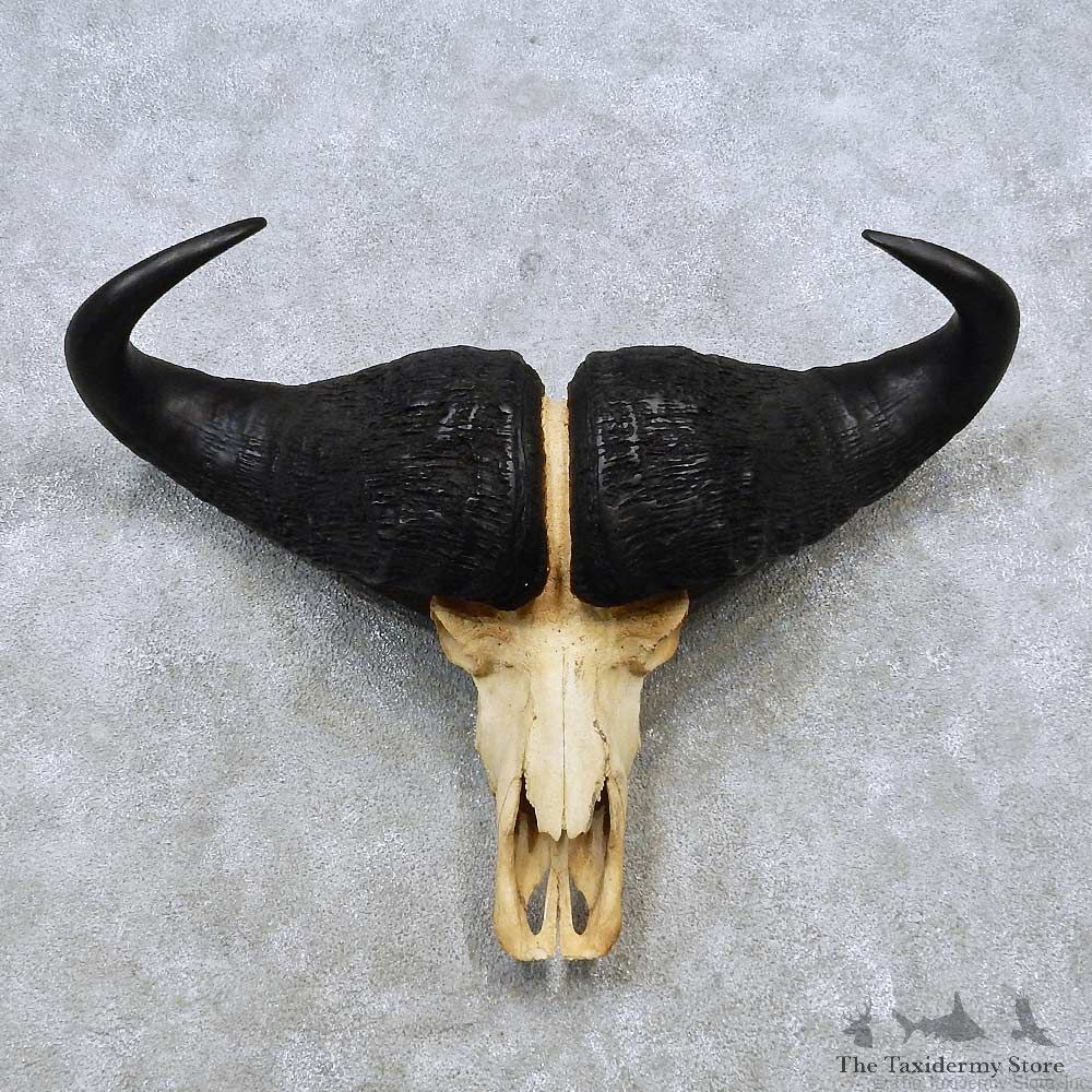 Cape Buffalo Skull European Mount For Sale #14532 @ The Taxidermy Store