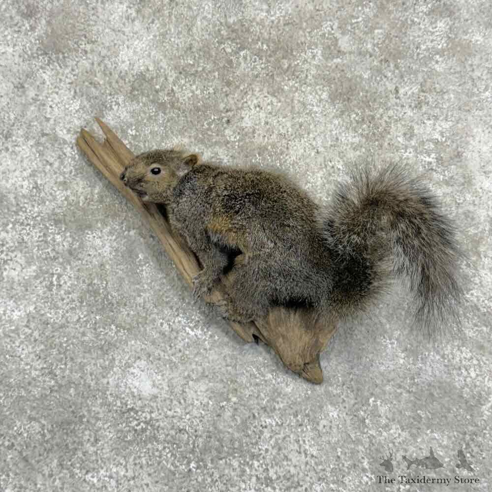 Grey Squirrel Life-Size Mount For Sale #31068 @ The Taxidermy Store