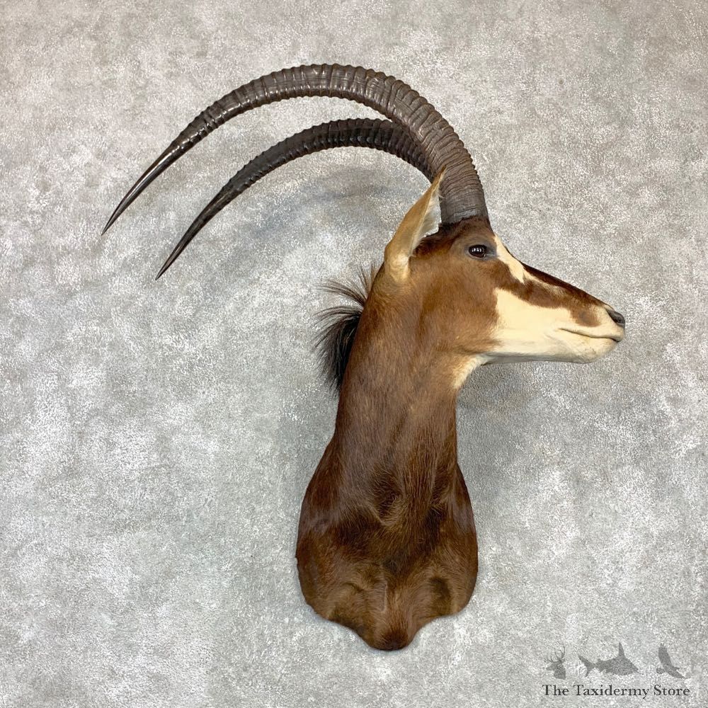 African Sable Shoulder Mount For Sale #23153 For Sale @ The Taxidermy Store