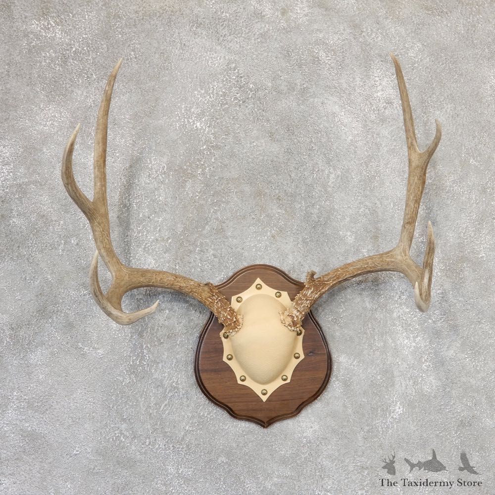 Mule Deer Antler Plaque Mount For Sale #19000 @ The Taxidermy Store