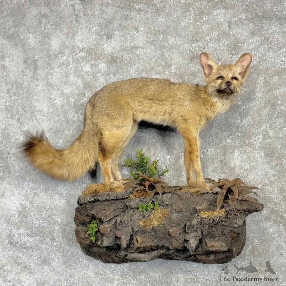Swift Fox Life Size Mount For Sale #31662 @ The Taxidermy Store