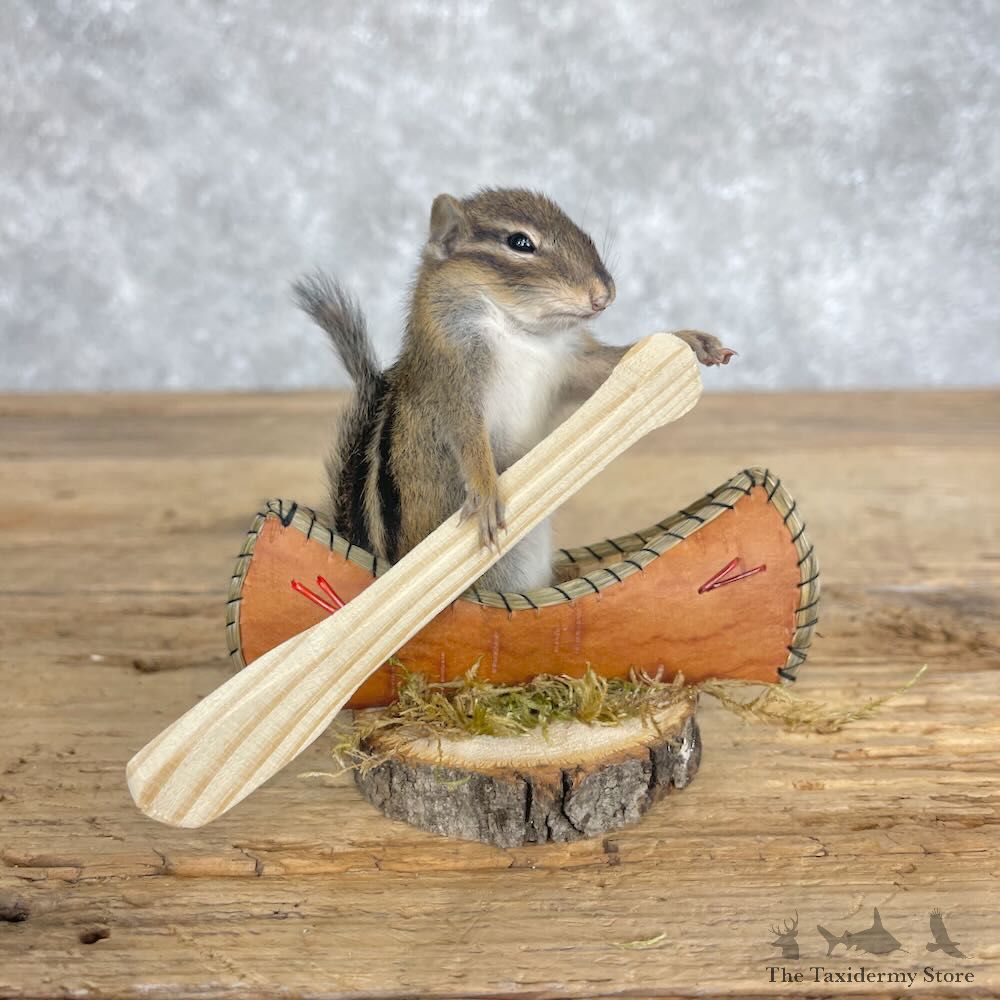 Novelty Chipmunk Mount For Sale #28638 - The Taxidermy Store