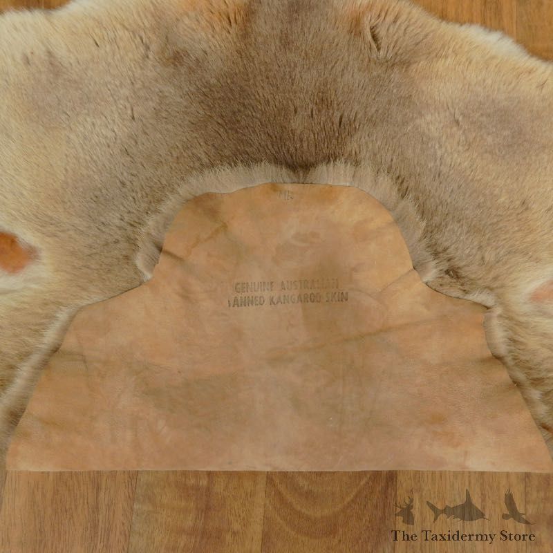 Kangaroo Hide Taxidermy Tanned Skin For Sale #17460 @ The Taxidermy Store