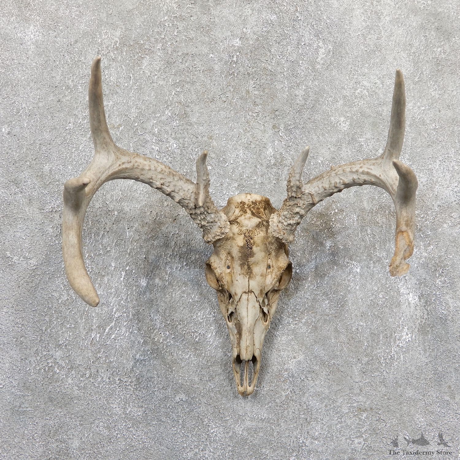 Whitetail Deer Skull European Mount For Sale #19661 @ The Taxidermy Store