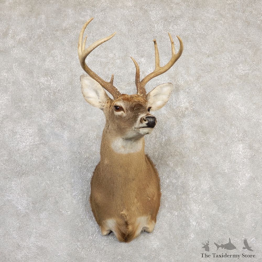 Whitetail Deer Taxidermy Shoulder Mount For Sale #20264 @ The Taxidermy Store
