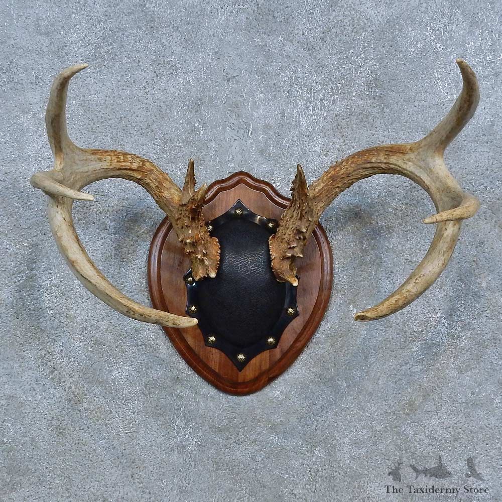 Whitetail Deer Antler Plaque Mount For Sale #15307 @ The Taxidermy Store