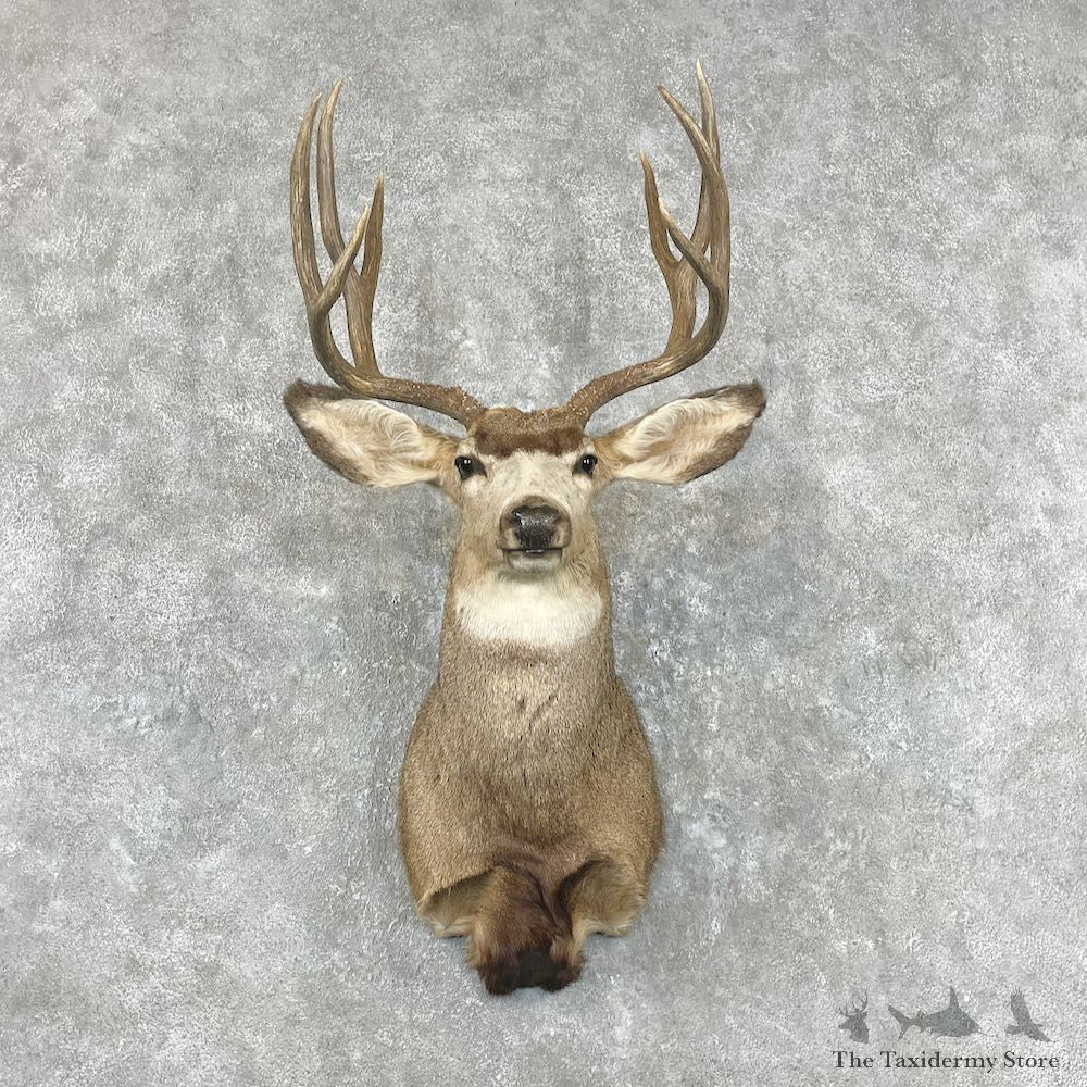 Mule Deer Shoulder Mount For Sale #26910 @ The Taxidermy Store