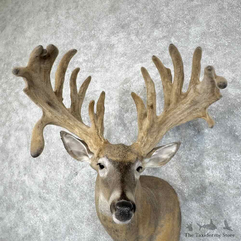 Whitetail Deer Shoulder Mount For Sale #30328 @ The Taxidermy Store