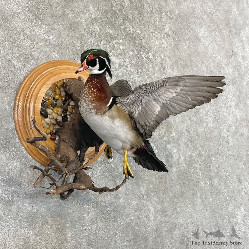 Wood Duck Bird Mount For Sale #27628 @ The Taxidermy Store