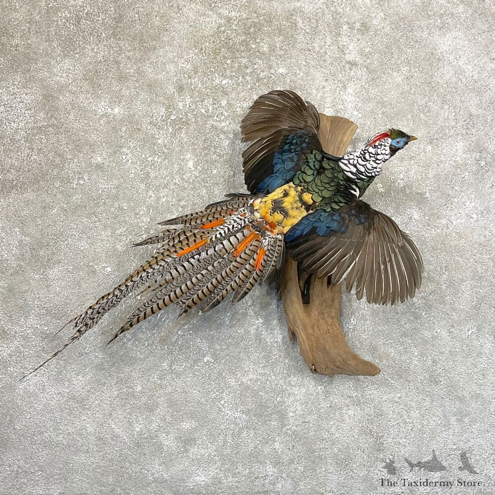 Lady Amherst Pheasant Taxidermy #25004 For Sale @ The Taxidermy Store