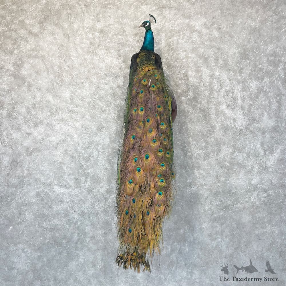 Blue Indian Peacock Bird Mount For Sale #28746 @ The Taxidermy Store